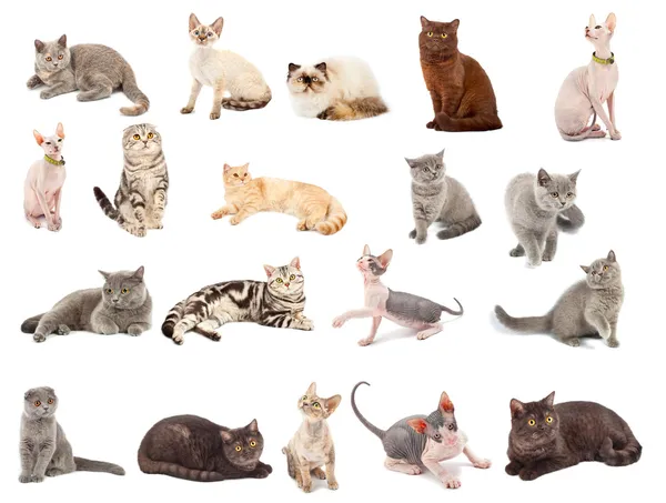 Coleção de uns gatos — Fotografia de Stock
