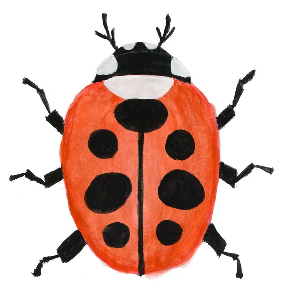 Stock image Ladybug