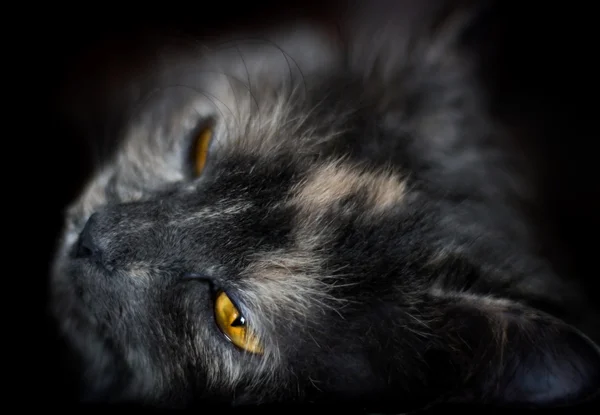 Schönes Porträt einer grauen Katze — Stockfoto
