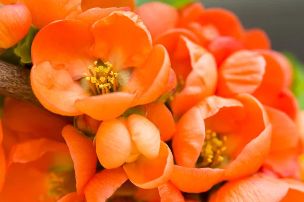 Fleurs de rose sauvage rouge — Photo