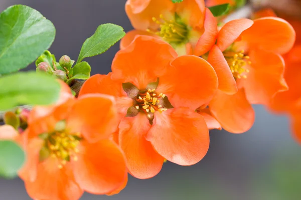 Röda vilda rosa blommor — Stockfoto