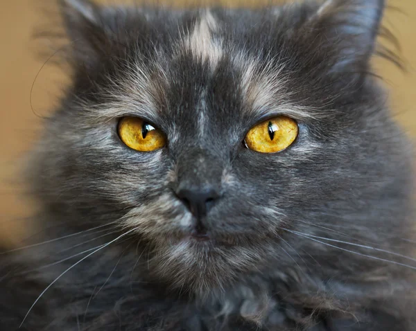 Beautiful portrait of a grey cat — Stock Photo, Image