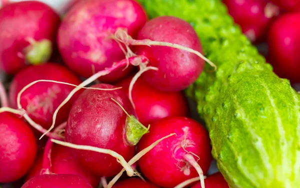 stock image Fresh Radish and cucumber