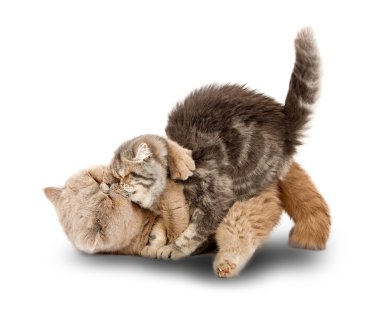 Cats kissing clipart