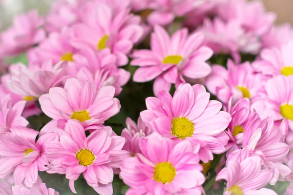 stock image Сhrysanthemum daisy