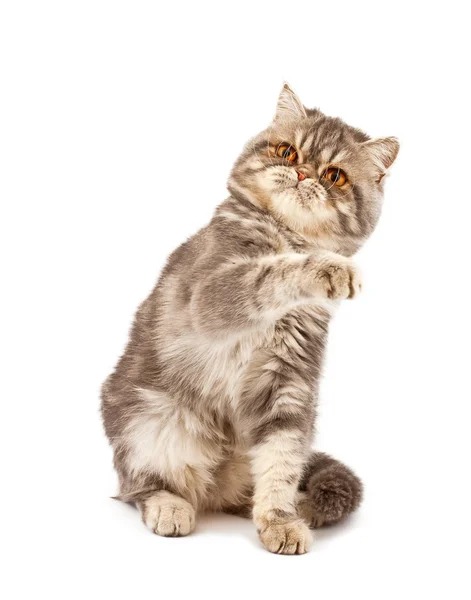 Exotiska korthårig kattunge — Stockfoto
