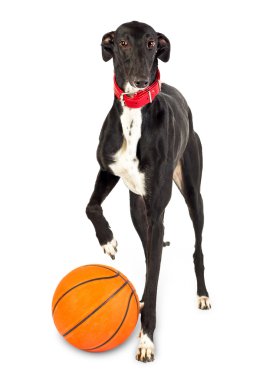 Greyhound dog, 18 months old, with a basketball clipart