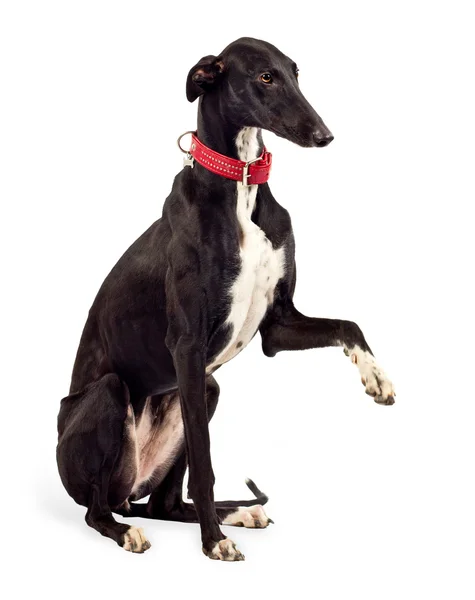 Greyhound dog — Stock Photo, Image