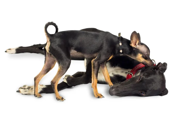 おもちゃの犬とグレーハウンド — ストック写真