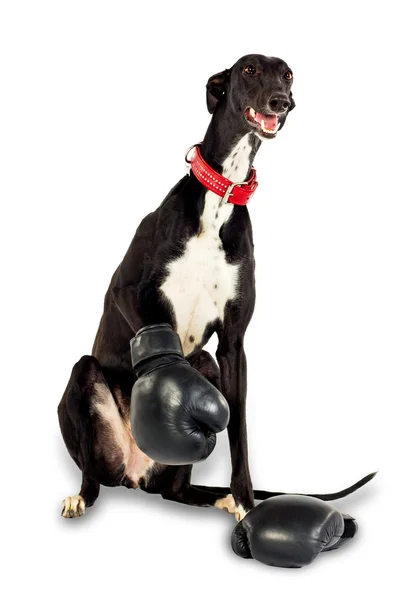 Cão em luvas de boxe — Fotografia de Stock