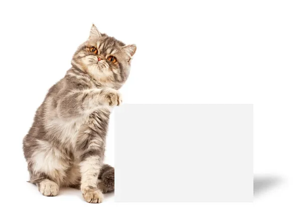 Kattunge med plakat — Stockfoto