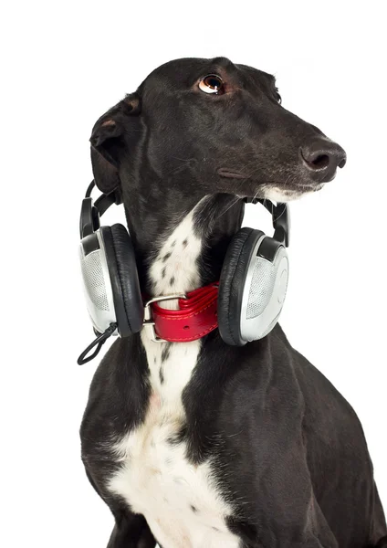 Cão com fones de ouvido — Fotografia de Stock