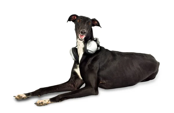 Cão com fones de ouvido — Fotografia de Stock