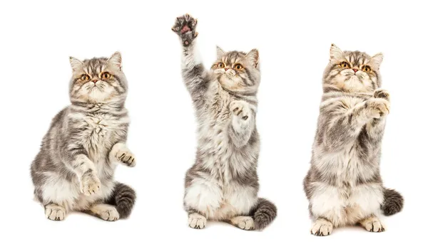 Экзотический коротковолосый котенок в разных позах — стоковое фото
