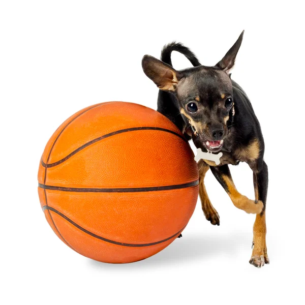 Pes hrát míč - toy teriér pes — Stock fotografie