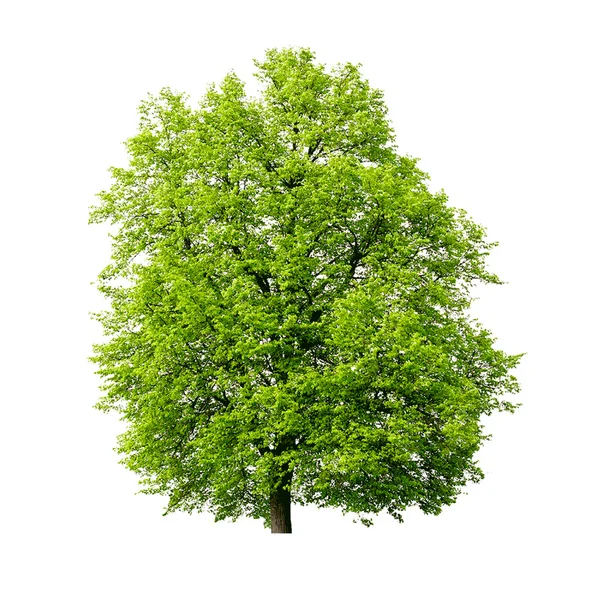 Árbol verde — Vector de stock