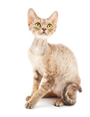 kedi Devon rex