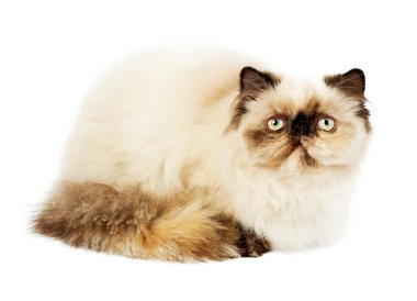 Cream Persian cat clipart