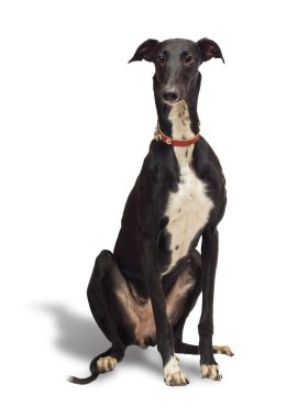 Greyhound clipart