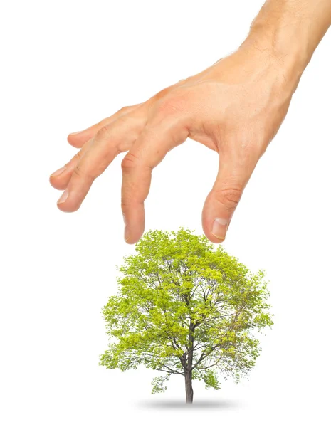 Árvore e uma mão masculina — Fotografia de Stock