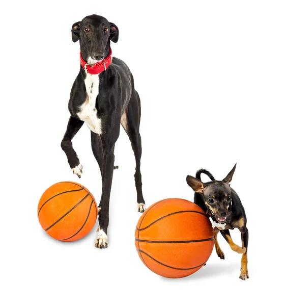 Greyhound cão e brinquedo cão com um bolas de basquete — Fotografia de Stock