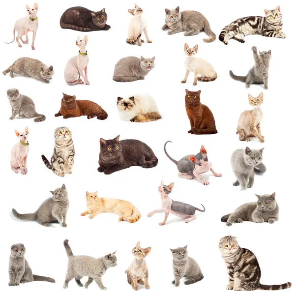 Kolekce koček — Stock fotografie