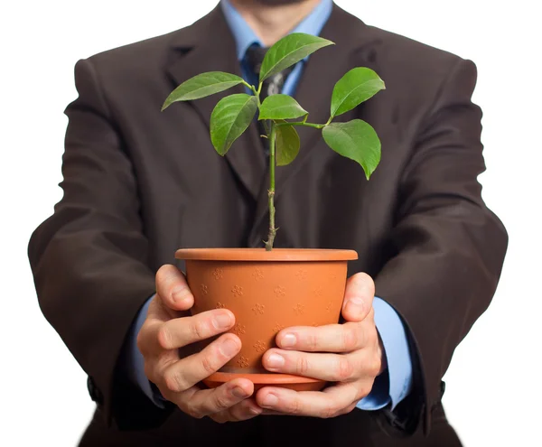 Empresário está segurando uma planta em panela — Fotografia de Stock