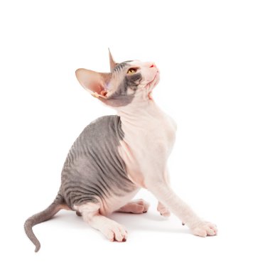 Sphynx kittenSphynx kedi yavrusu