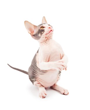 Sphynx kittenSphynx kedi yavrusu