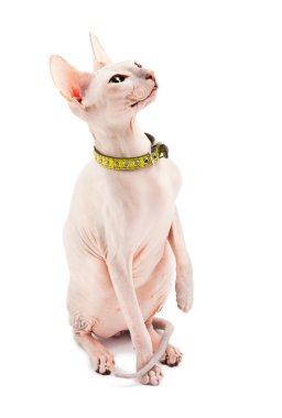 Don Sphynx