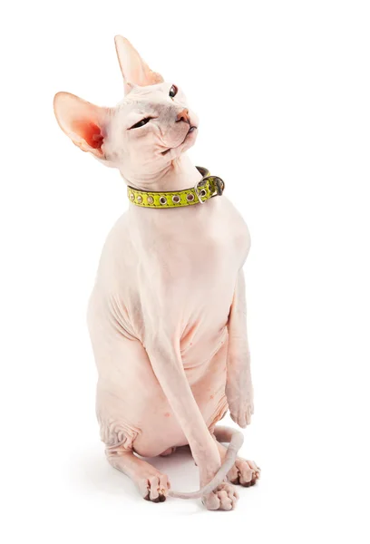 Don Sphynx — Foto Stock