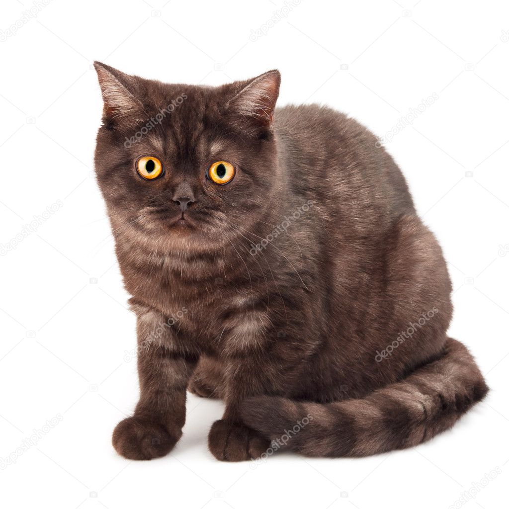 Shorthair Chocolate Kitty Chocolate Exotic Shorthair Kittens For - Main Image