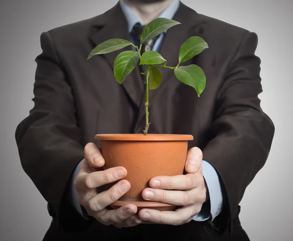 Бизнесмен держит растение в горшке — стоковое фото