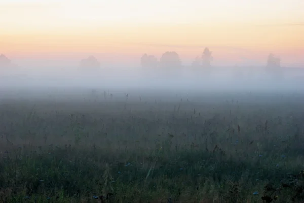 夏のフィールドで霧の夕日 — ストック写真