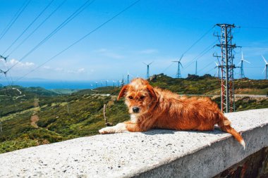 kırmızı köpek kaldırımın dinlenme