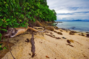 Güzel tropikal plaj
