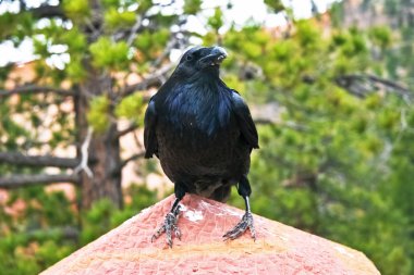 şubesine raven