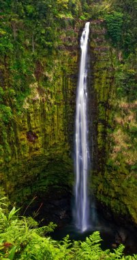 büyük ada ormanda küçük bir dere. Hawaii.