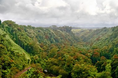 dağ ve orman sisli bir havada. Hawaii.