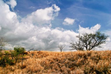 büyük ada manzarası. Hawaii. ABD