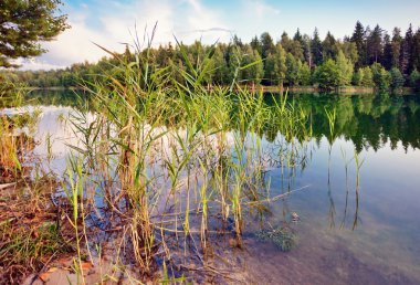 sonbahar göl kenarında orman
