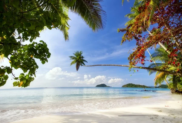 stock image Exotic tropical beach.