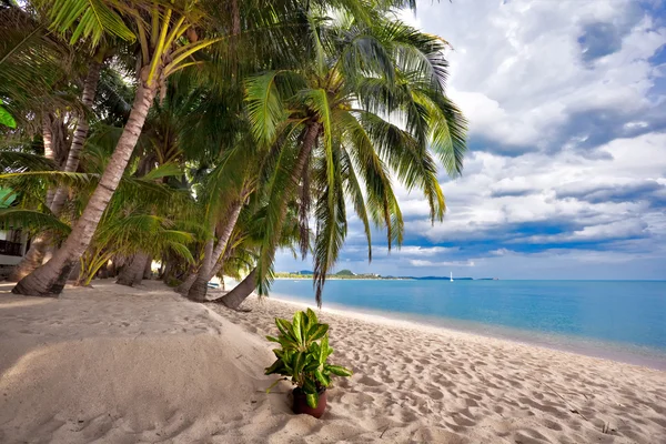Egzotik tropikal plaj. — Stok fotoğraf