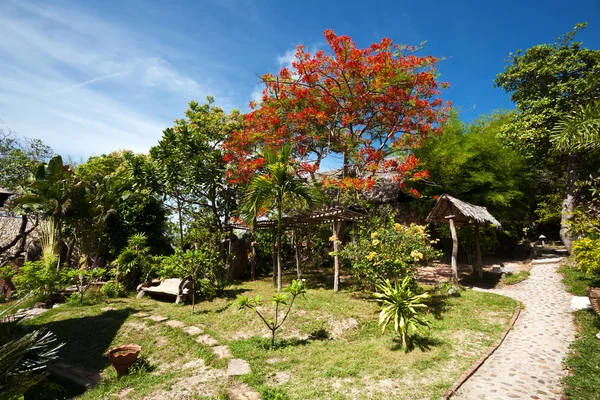 Güzel bir tropik bahçe — Stok fotoğraf
