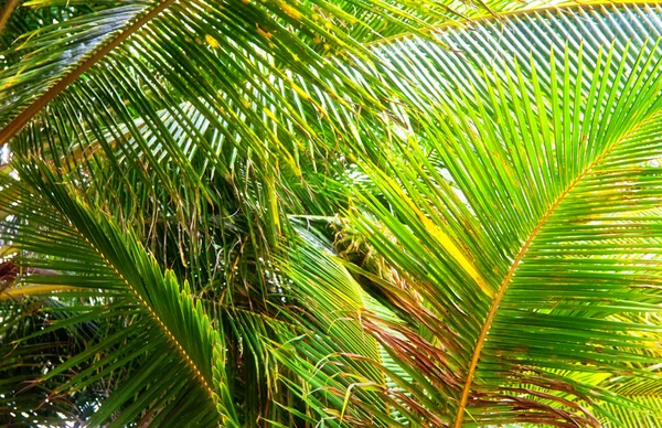 Blad av palmer — Stockfoto