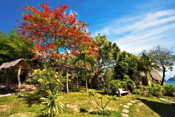 아름 다운 열 대 정원 — 스톡 사진