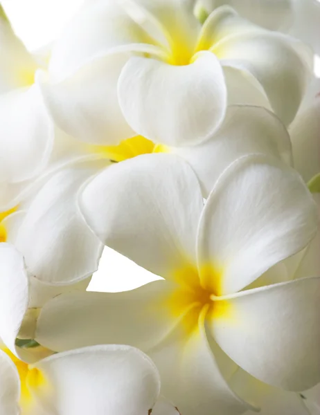 Beyaz frangipani çiçekler — Stok fotoğraf