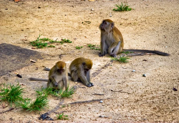 Maymunlar — Stok fotoğraf