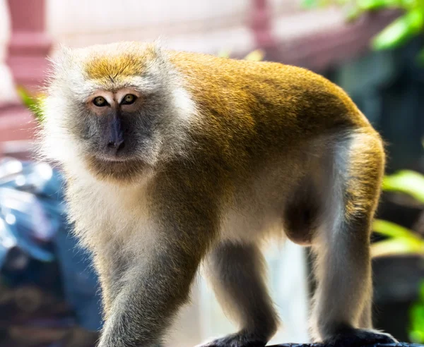 Erkek maymun — Stok fotoğraf