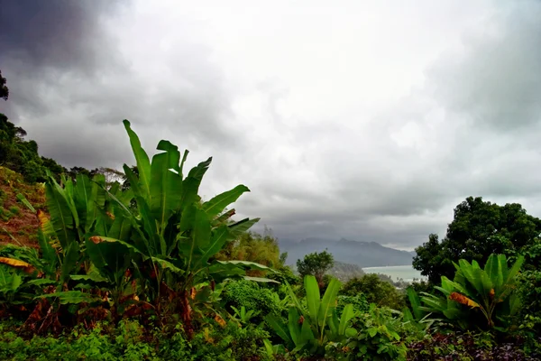 Вид на туманные джунгли . — стоковое фото